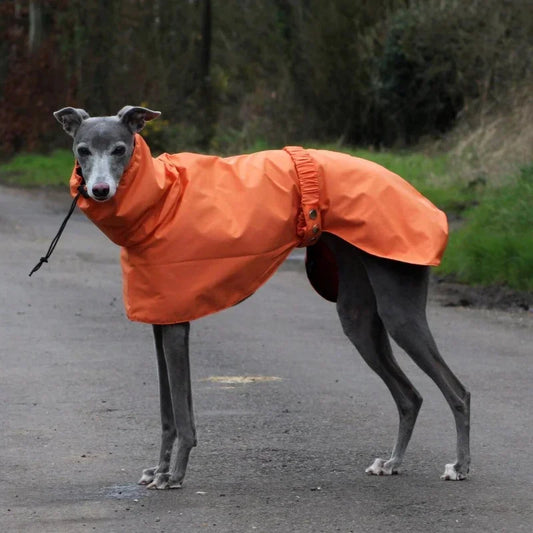 Luxury Waterproof Greyhound Dog Raincoat . Windproof Whippet Outdoor Jacket