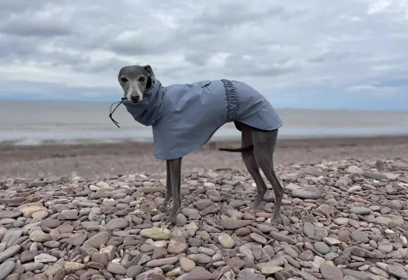 Luxury Waterproof Greyhound Dog Raincoat . Windproof Whippet Outdoor Jacket