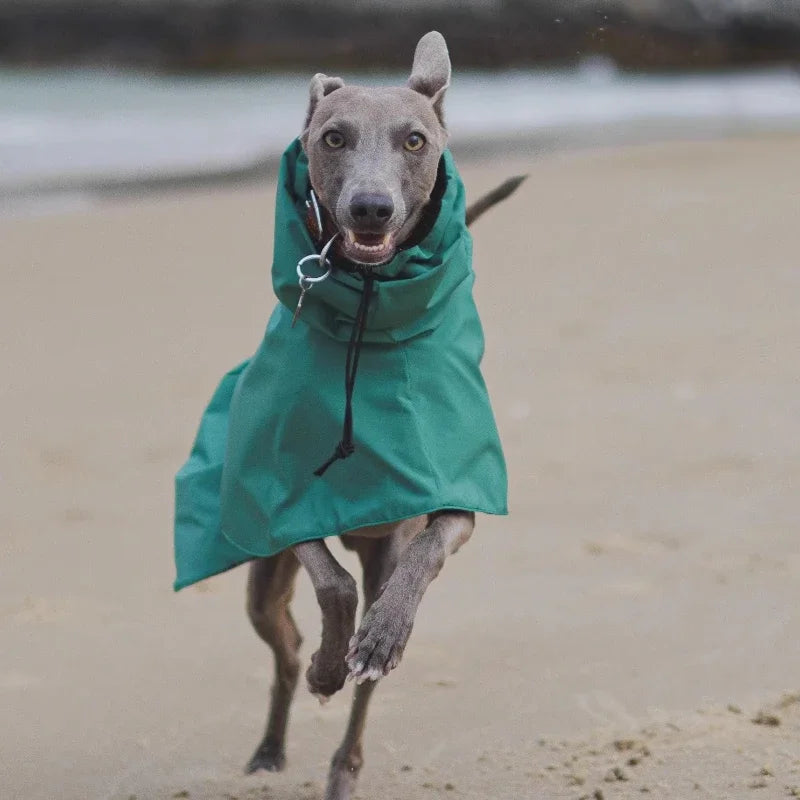 Luxury Waterproof Greyhound Dog Raincoat . Windproof Whippet Outdoor Jacket