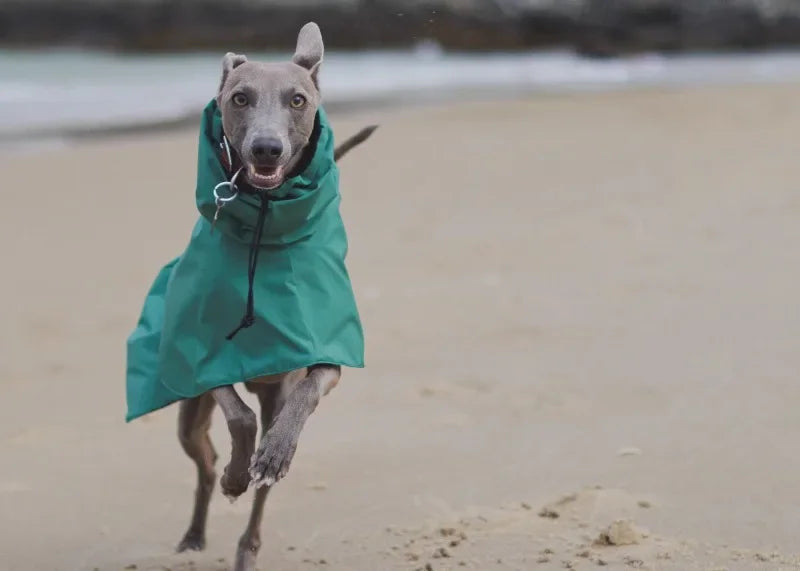 Luxury Waterproof Greyhound Dog Raincoat . Windproof Whippet Outdoor Jacket