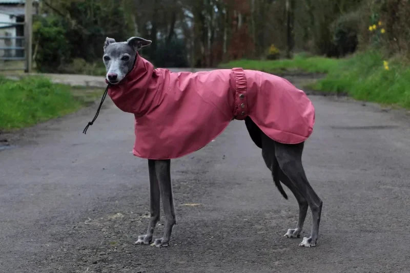 Luxury Waterproof Greyhound Dog Raincoat . Windproof Whippet Outdoor Jacket